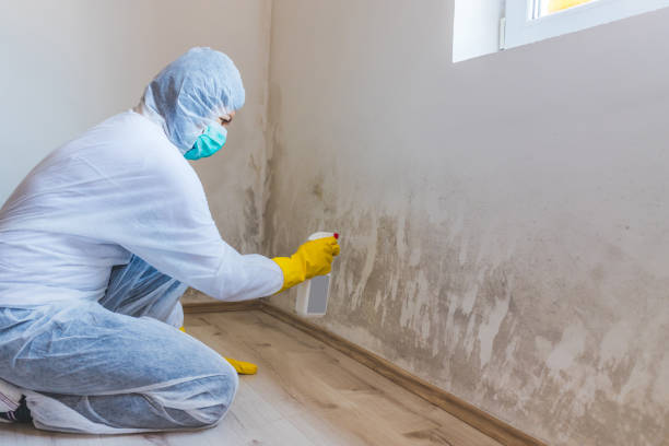 Black mold inspection in Newton