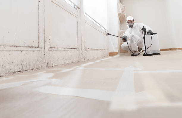 Black mold remediation team in Newton